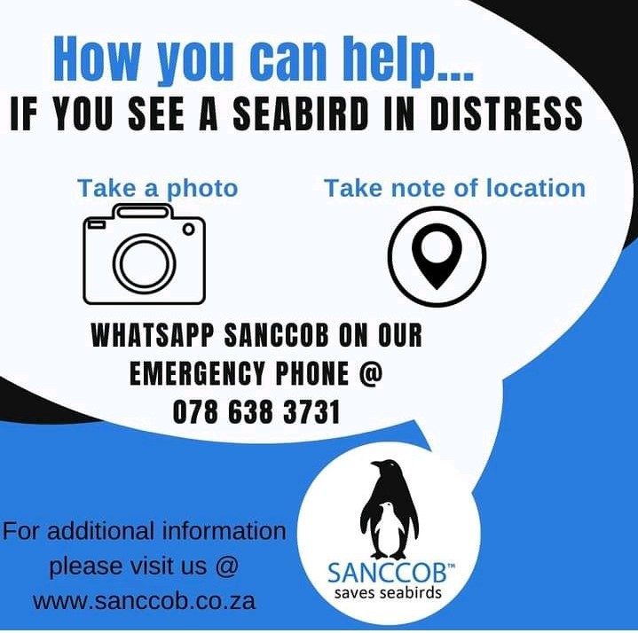 Sea Birds in distress